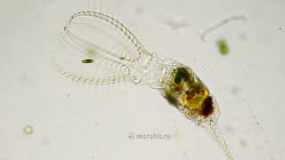 Stephanoceros - микро-монстр из пруда: коловратка, пожирающая коловраток