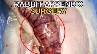 Inside a Rabbit’s Appendix Removal Surgery — Here’s What Happens