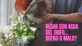 Es Bueno Regar Con Agua Del Grifo? Hay Que Tratar El Agua De Riego? Infojardineria
