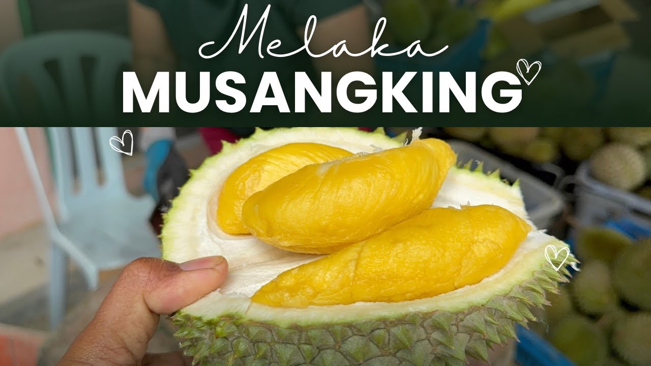 MUSANGKING MELAKA 2025