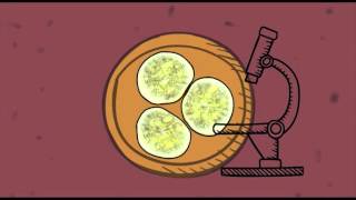 La Penicilina Y La Casualidad