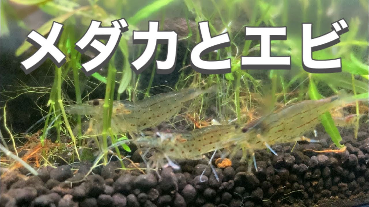 メダカ と エビ の 割合