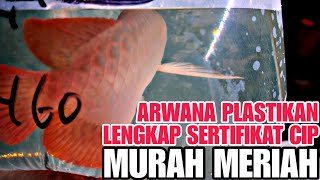 LAPAK ARWANA YANG SATU INI PALING BANYAK DISERBU !!! UPDATE HARGA IKAN ARWANA DI JATINEGARA TERBARU