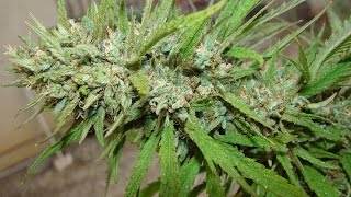 Casa Del Loki Tries Medical Cannabis Diamond OG