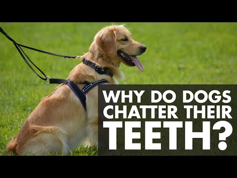 Video: Pochopení zubů vašeho psa Chattering