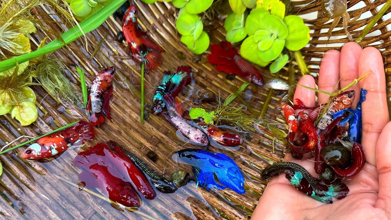 We Found a lot of Betta Form Amazing Place like Any Colorful Betta that ...