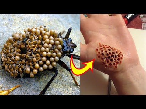 Βίντεο: Ποια έχουν κεραίες αράχνες ή έντομα;