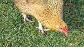 A small flock of mixed breed free range hens