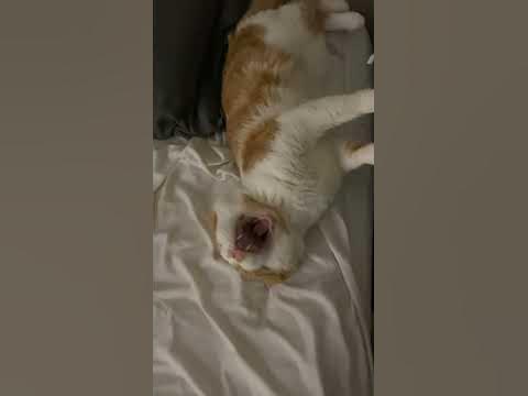 When you don’t want to get out of bed - YouTube