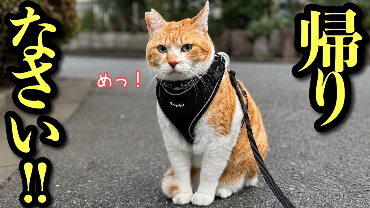 Male Cat Convinces Lost Female Cat to Come Home - YouTube