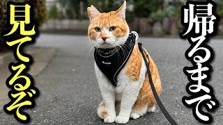 脱走したメス猫を説得して家に帰す紳士なネッコ