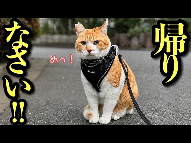 Male Cat Convinces Lost Female Cat to Come Home - YouTube
