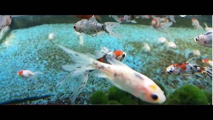 Poissons De Mer Miaou Video Pour Chat Youtube