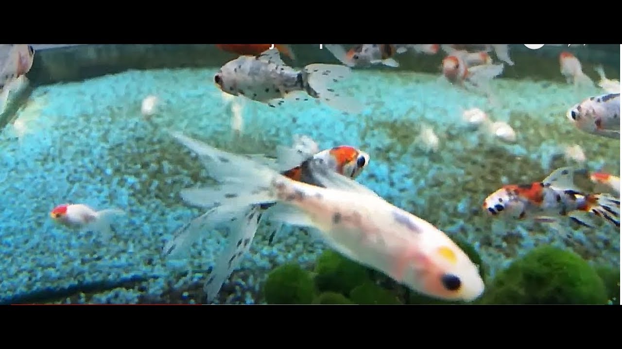 Poissons Divers Miaou Jeux Pour Chats En Ligne Youtube