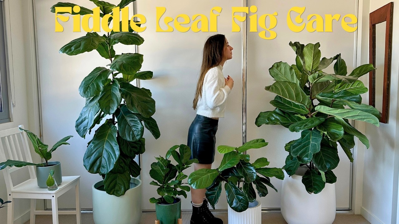 What you need to know about Fiddle Leaf Figs, they can take a lot!  #fiddleleaffig #plantas #FLF
