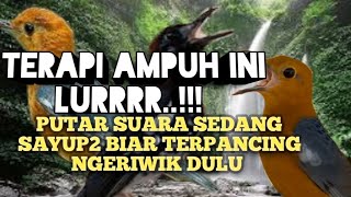 TERAPI AMPUH ANIS MERAH CEPAT BIKIN NGERIWIK TERUS NGEPLONG || SUARA KICAUAN @MatpunkAsikAsik