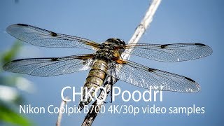 CHKO Poodří: 4K video samples using Nikon Coolpix B700
