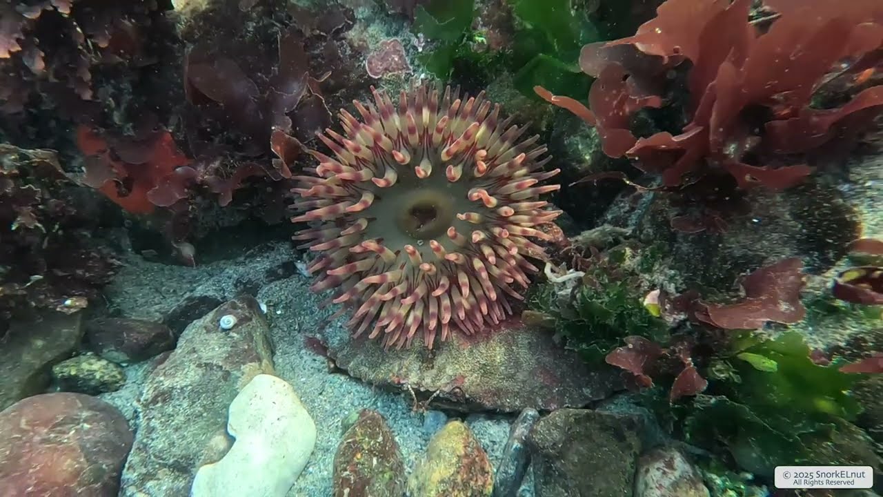 Painted Anemone 3 | Vancouver Island | Underwater 4K | Snorkelling | 31 12 2025