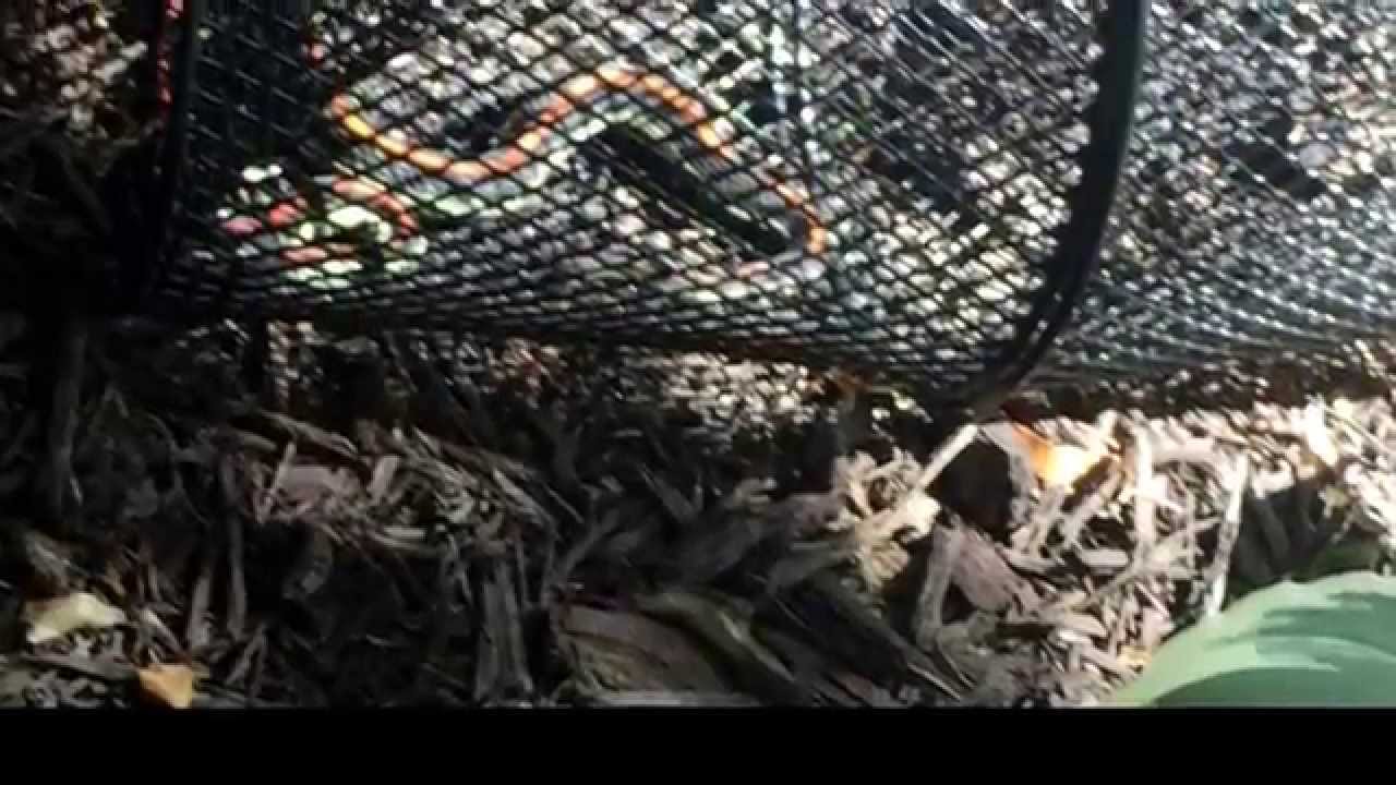 coyotes don edwards Snake removal Dallas Fort Worth