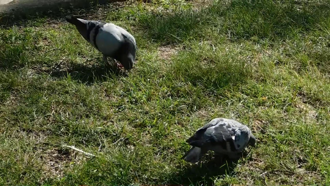 Pigeons Eating Food | Pigeons Enjoying the food in Quarentine Lock Down