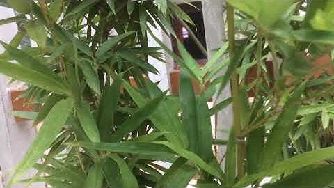 Cây Trúc Quân Tử Trong Phong Thủy