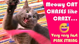 Our CAT Meowy CHASES a very very fast PINK STRING like CRAZY :)