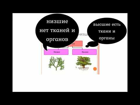 Теория по общему строению растений (ОГЭ и ЕГЭ по биологии)