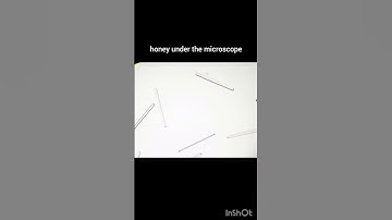 pollen in honey under a microscope#microscopic#microscope#honey #bee #pollen #nature#bio#science
