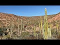 Cactus 🌵 gigantes, Baja California Sur, México 🇲🇽 #shorts
