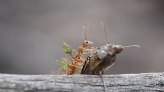 Green Tree Ants NATURE