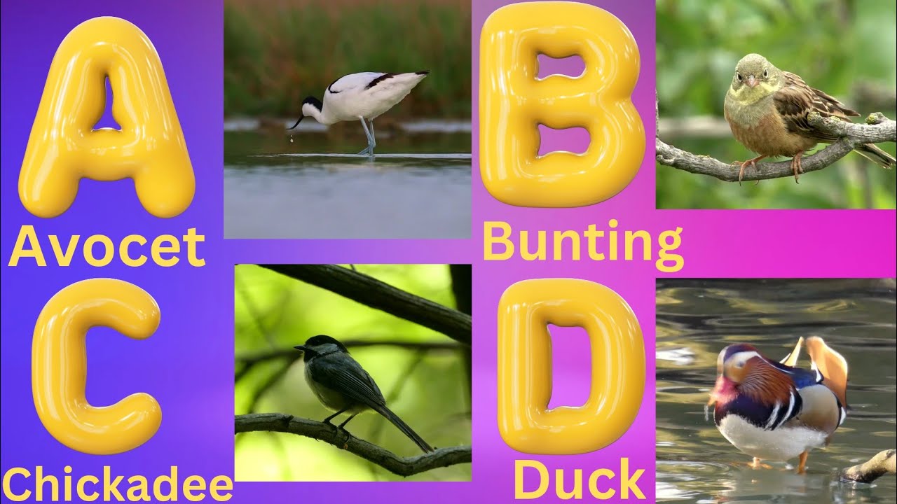 ABC Song | Birds ABC Song | Phonics for Kids, Learn ABC, Baby Alphabet ...