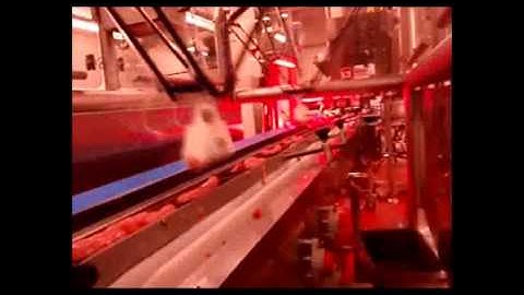 Fresh Sausage Robot Picking Loader