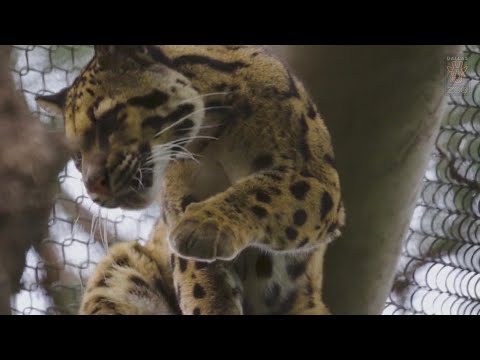 Missing Clouded Leopard Prompts Dallas Zoo to Close