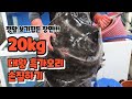 [특별한 가오리 손질 영상!] 대왕 흑가오리 20키로 손질영상. 고삐를 껴봤어요. Black Stingray. [수아아빠TV]