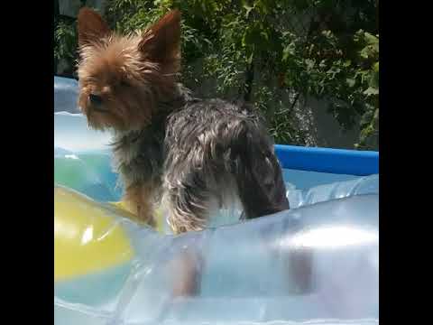 Video: Hebben Honden Een Zesde Zintuig Dat Hen Helpt Je Stemming Te Lezen?