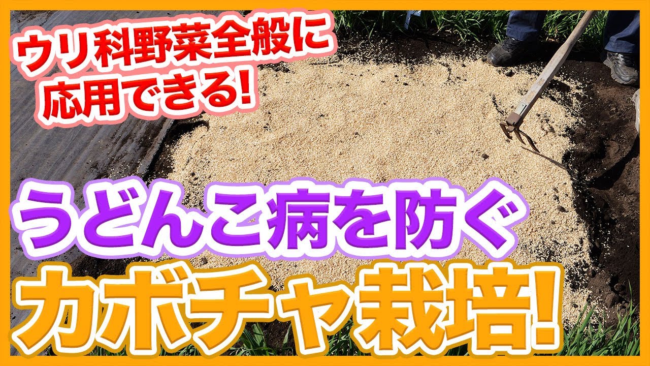 Tips for preventing disease in pumpkin cultivation ! - YouTube