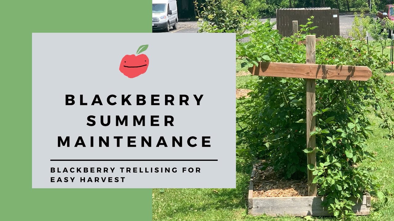 Blackberry Summer Maintenance
