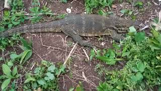Lagi Ngingip Ayam Hutan Mau Tidur Malah Ada Kadal Raksasa Mendekat