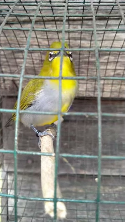 buxto ngalas standar pancingan pleci ngalas