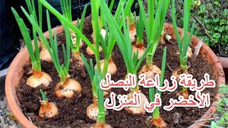 زراعة البصل الاخضر في المنزل  easy idea to grow green onions for salad