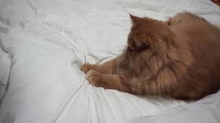 [협찬] 우리 고양이 꿀잠각! 먼지없는 이불 루밋쓱싹이불 만족한다옹.