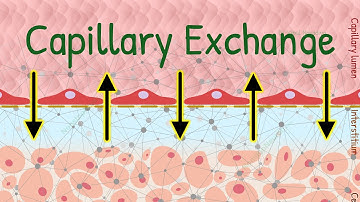 Capillary Exchange of Nutrients and Waste Products | Microcirculation Physiology Animation