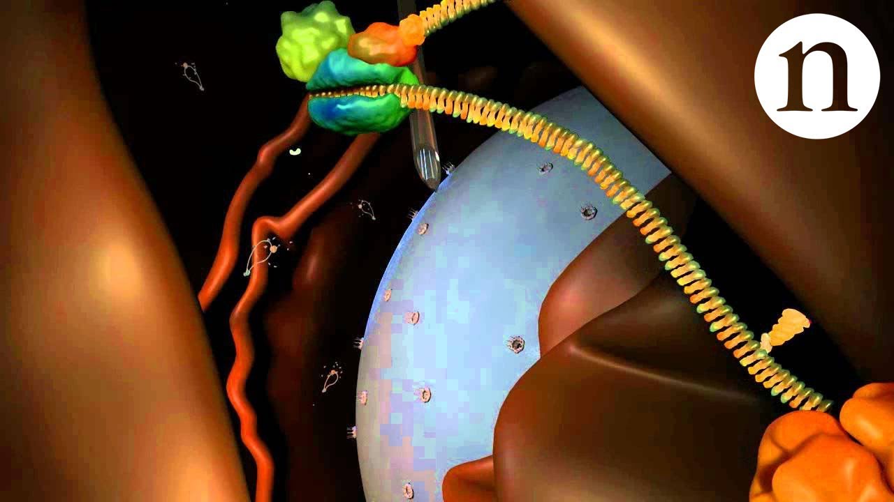 RNA interference (RNAi): by Nature Video