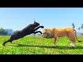 Playing As A Lion In GTA V Battling Hyenas Tigers Simba Ending In A Deadly Twist 
