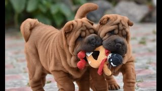 Chinese Sharpei Dog Sharpei Puppy For Sale Doggyz World Smotret