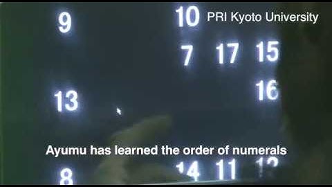 Working memory of numerals in chimpanzees