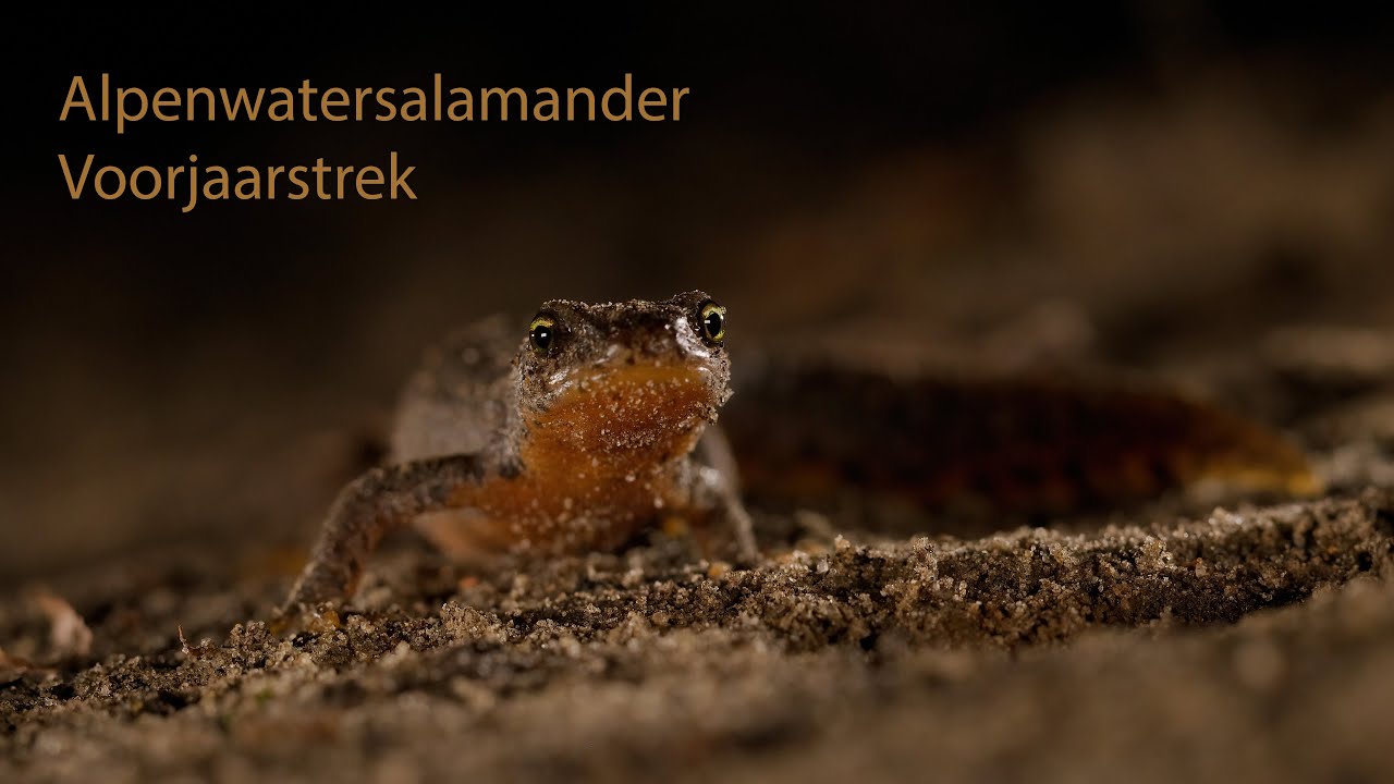 Alpenwatersalamander tijdens voorjaarstrek