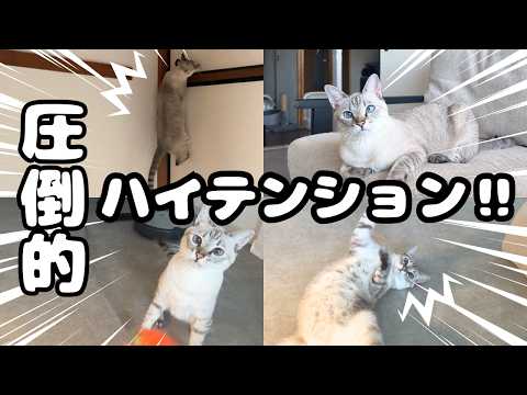 止まらない！ハイテンションシャムトラ猫に振り回された土曜朝