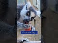 Watermelon Lemur