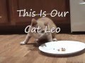 Leo Our Cat